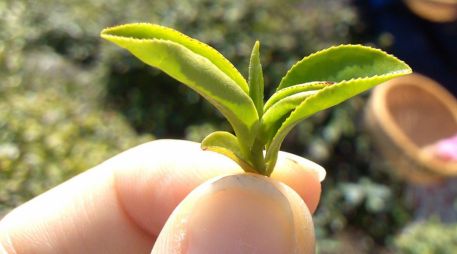 Esta infusión milenaria puede ayudar con ciertas enfermedades que aparecen cuando avanza la edad. EPA / ARCHIVO