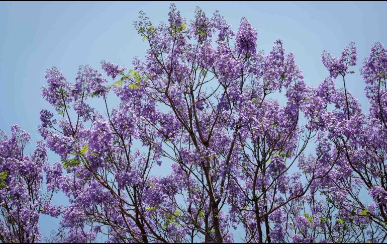 Marzo es un mes maravilloso donde la primavera llega, pero no todos disfrutan esta época debido a las alergias. SUN / ARCHIVO