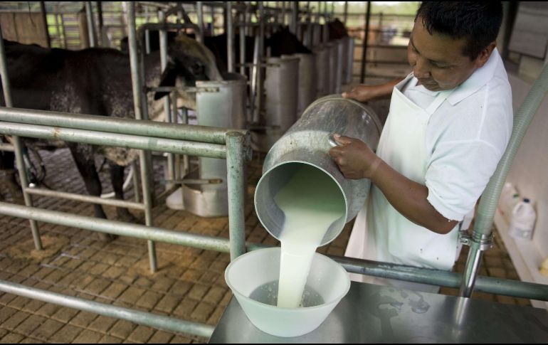 La FAO recomienda consumir medio litro de leche al día, y en México se consumen únicamente 370 mililitros en promedio diariamente por persona. AFP / ARCHIVO