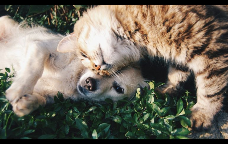 RUAC: ¿Cómo funciona el chip de rastreo para mascotas?