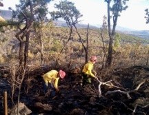 Bosque La Primavera podría tardar en recuperarse hasta dos años: Fiscalía