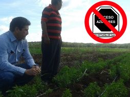 Las hojas de esta planta son ricas en fibras y proteínas, pero su principal característica es su capacidad para endulzar sin aportar calorías. NTX / ARCHIVO