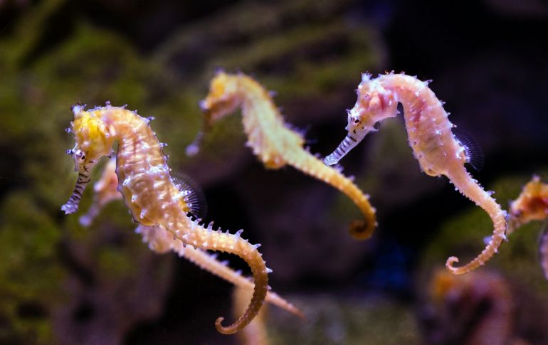 Desde el comienzo de este proyecto, se han liberado un total de dos mil 600 caballitos de mar. Unsplash