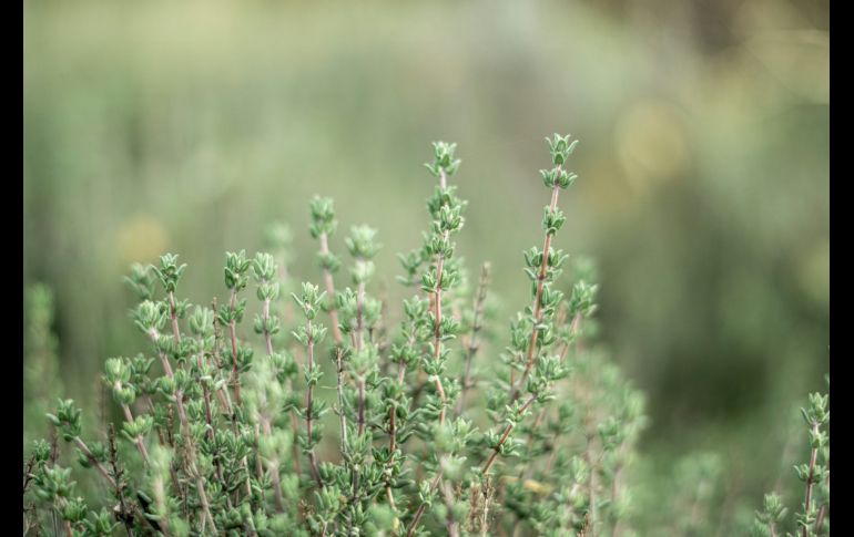 El tomillo es una hierba considerada como medicinal. Unsplash