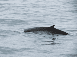 Hasta ahora, Japón permitía la caza de tres tipos de ballenas: la ballena de Bryde o de ojos grandes, la de Minke y la ballena de Sei, también conocida como norteña o boba. CORTESÍA / Oceanwide