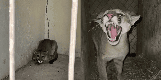 Jalisco: ¿Un lindo gatito? Captan a Puma dentro de una casa (VIDEO) – EL INFORMADOR