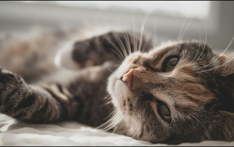 Entiende a tu gato para que puedas darle una mejor vida. UNSPLASH/Zeke Tucker