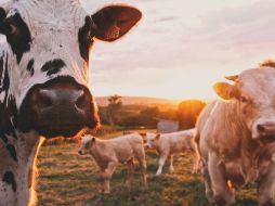 El virus se ha encontrado en la leche cruda de las vacas infectadas. Unsplash