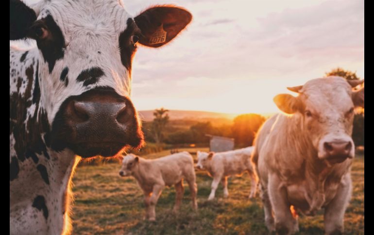 El virus se ha encontrado en la leche cruda de las vacas infectadas. Unsplash