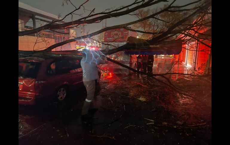 La lluvia de este 28 de mayo dejó varios árboles y ramas caídos. ESPECIAL