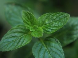 El consumo de la infusión de menta colabora con nuestra digestión. Unsplash