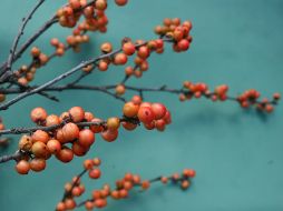 Las bayas de goji contienen más betacaroteno que las zanahorias y más hierro que un filete,. Unsplash