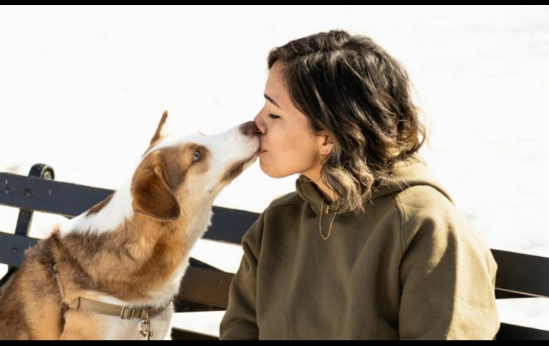 Aunque los perros son compañeros leales y amorosos, su saliva puede ser portadora de varias enfermedades. Unsplash