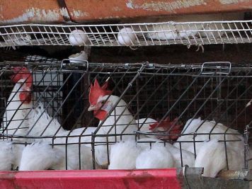 En México, primera muerte por gripe aviar en el mundo