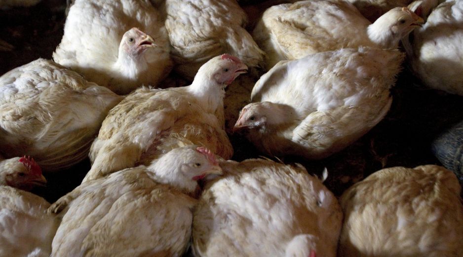 Según la OPS, cuando la gripe aviar es transmitida al ser humano, los síntomas pueden ir desde una infección leve de las vías respiratorias superiores, hasta neumonía grave. EFE / ARCHIVO