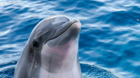 La investigación y conservación de los delfines son esenciales para asegurar que estas maravillosas criaturas sigan prosperando. UNSPLASH / A. BERKECZ