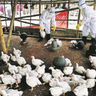 Por virus de gripe aviar, los expertos proponen estas acciones