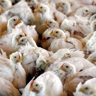OMS aclara que la muerte de paciente en México por gripe aviar fue por causas 'multifactoriales'