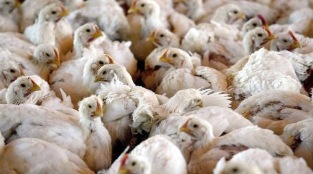 La OMS informó del caso en México el miércoles 5 de junio, aunque al día siguiente el Gobierno mexicano negó relación directa entre el fallecimiento del paciente y la gripe aviar. EL INFORMADOR/ ARCHIVO.