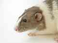 Los investigadores utilizaron datos reales de ratas grabados en alta resolución. UNSPLASH / A. GUSEV