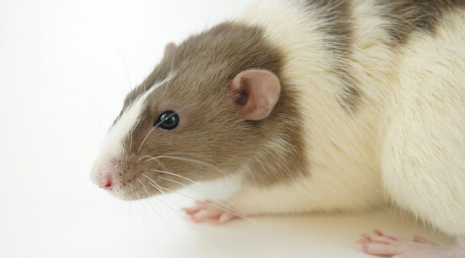 Los investigadores utilizaron datos reales de ratas grabados en alta resolución. UNSPLASH / A. GUSEV