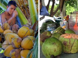 El agua de coco es altamente recomendada para mantener el funcionamiento de los riñones, puesto que incrementa la producción de orina y por ende ayuda a expulsar las toxinas. EL INFORMADOR / NTX / ARCHIVO