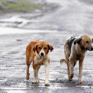 En este lugar de Europa dan hasta 50 euros al mes por adoptar perros callejeros