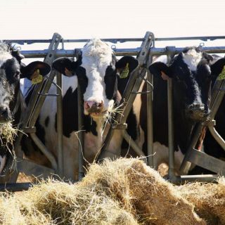 OMS alerta que se han triplicado los brotes de gripe aviar en ganado vacuno de EU