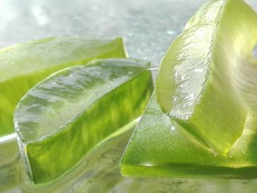 Algunos estudios sugieren que el Aloe vera puede tener un efecto positivo en la regulación de los niveles de azúcar en la sangre. Pixabay