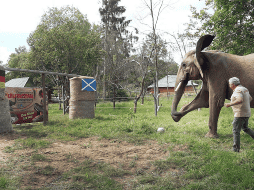 Bubi es un elefante africano que vive en una reserva en Thuringia, Alemania. AP / D. Breidert