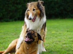 Conoce las razas de perro más grandes y nobles para tener en el hogar. ESPECIAL/Foto de Mariusz en Pixabay