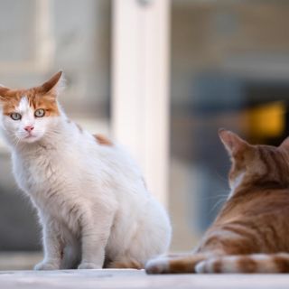 Trasplante de riñón en gatos:¿Harías esto por tu mascota?