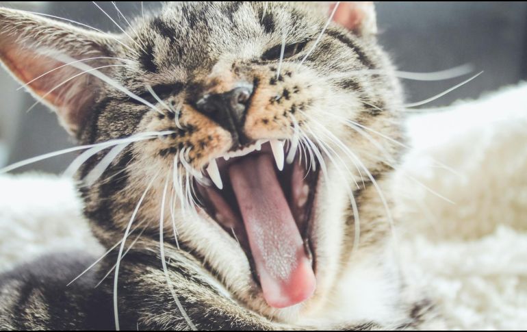 La principal causa de la gingivitis en gatos es la acumulación de placa bacteriana y sarro en los dientes. UNSPLASH/ Erik-Jan Leusink