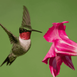 Estas son las consecuencias negativas de poner bebederos para colibríes