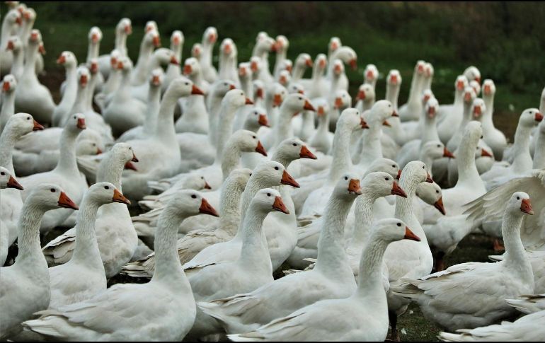 Las aves infectadas del virus de influenza aviar lo transportan en la saliva, las mucosas y las heces. ESPECIAL / Imagen de Jeyaratnam Caniceus en Pixabay