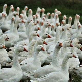 EU dice que por ahora no hay riesgo de pandemia por gripe aviar