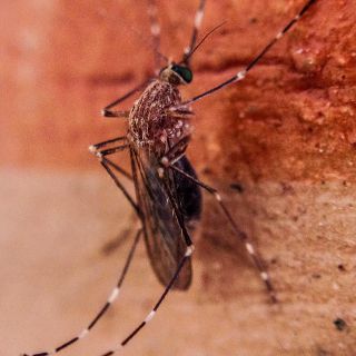 Estados Unidos emite advertencia por aumento de casos de dengue