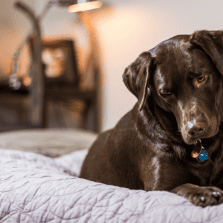 ¿Tu perro rasca la cama?, estas son las razones por las que lo hacen