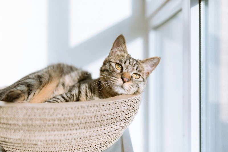  La naturaleza felina de los gatos los aleja del contacto físico, no obstante, existen alternativas para acariciarlos de manera sana y sin dañarlos. UNSPLASH/Eric Han