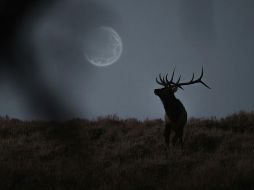 Además de poder avistar la Luna de Ciervo, también seremos testigos de una lluvia de meteoros durante el mes de julio. UNSPLASH/ Tyree Adams