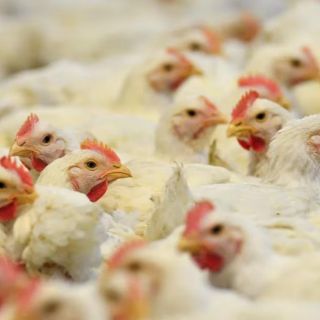 México reanuda importación de carne aviar de Argentina