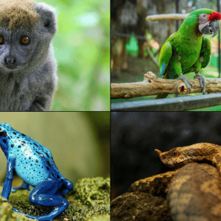 Estos son los animales de la selva en peligro de extinción en 2024
