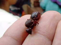 Hormiga chicatana en un mercado de Chiapas. NOTIMEX/Archivo