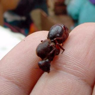 Chicatanas: las hormigas gigantes que salen con la lluvia y son comestibles