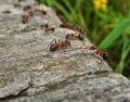 Las hormigas carpinteras de Florida (Camponotus floridanus) son capaces de amputar las extremidades heridas de sus compañeras. ESPECIAL/Foto de Tworkowsky en Pixabay