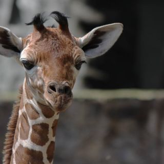 Conoce a las jirafas recién nacidas del Zoológico de Guadalajara