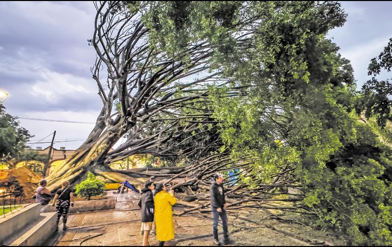 Tan solo este año, Guadalajara atendió el reporte de 263 árboles caídos, una cifra que aumentará con el temporal. EL INFORMADOR/A. Navarro