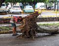 Debido a la fuerte lluvia de ayer por la noche, cientos de árboles cayeron en los municipios de la ZMG. EL INFORMADOR / A. Navarro