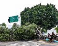 Los fuertes vientos arrancaron de sus raíces un aproximado de 128 árboles en los distintos municipios que conforman la ZMG. EL INFORMADOR/ A. Navarro