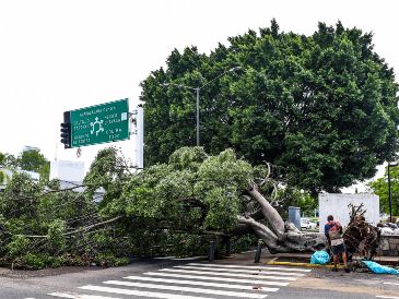 Los fuertes vientos arrancaron de sus raíces un aproximado de 128 árboles en los distintos municipios que conforman la ZMG. EL INFORMADOR/ A. Navarro